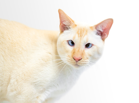 A Siamese cat with flame point markings and crossed eyes on a white background