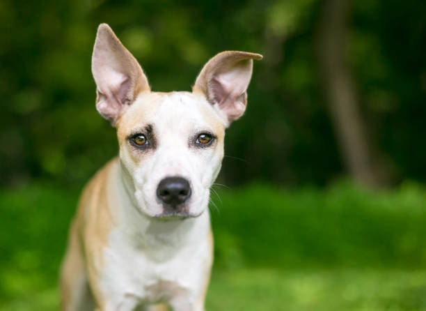istock A mixed breed puppy with large ears 1255276027