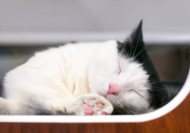 A black and white cat sleeping in an animal shelter with one paw pressed up against the window of its cage