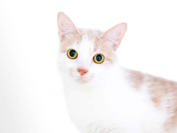 istock A shorthair kitten with bright yellow eyes and dilated pupils 1255276055