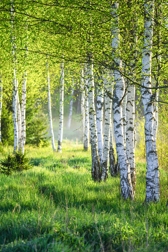 Lane of birch trees on a sunny day. Spring green foliage. Spring landscape.