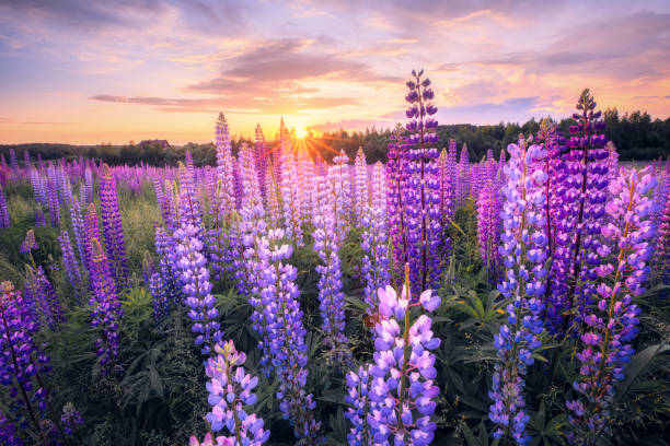 istock Summer landscape with violet flowers 1255285441