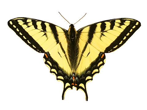 A bright yellow and black striped Canadian Tiger Swallowtail Butterfly with spread wings, cut out on a white background.  This large beautiful butterfly is easily recognizable with orange and blue spots and black stripes on yellow wings. It is considered a symbol of freedom and elegance.