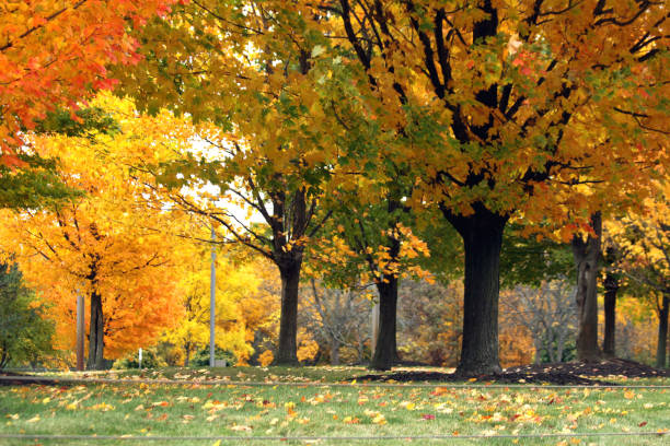 istock Beautiful Autumn in Ann Arbor, MI, USA 1255288714