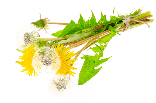 Bunch of yellow flowering and faded white dandelions. Studio Photo