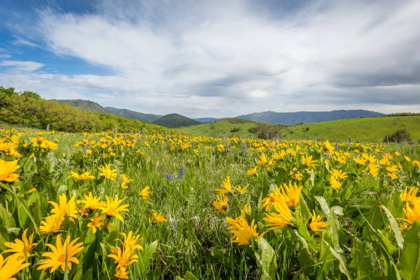 istock Field of Yellow Wildflowers 1255289746