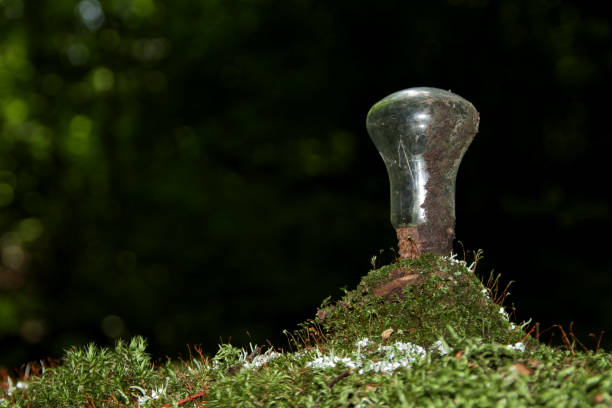 istock Strange find in the forest is an old, rusty incandescent lamp. Concept - Long decaying waste 1255291097