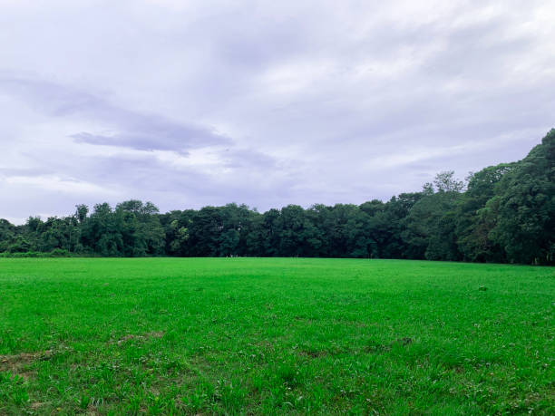 istock turf and tree in a park, Japan 1255291100