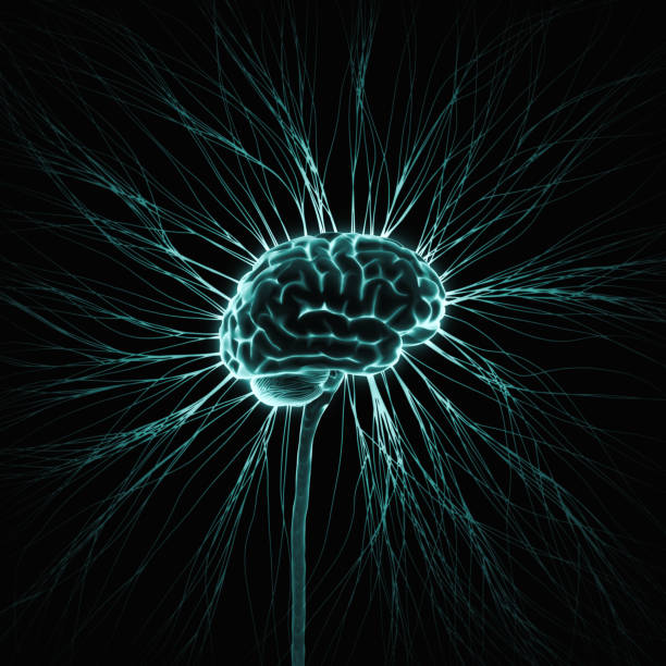 rete neurale cerebrale del sistema nervoso umano - neurotransmission foto e immagini stock