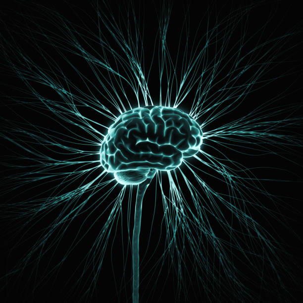 ludzki układ nerwowy mózgu sieci neuronowej - neurotransmission zdjęcia i obrazy z banku zdjęć