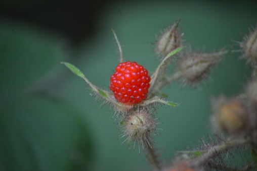 A single Raspberry is all that’s left on this plant after the birds have had their way to feed their chicks this summer
