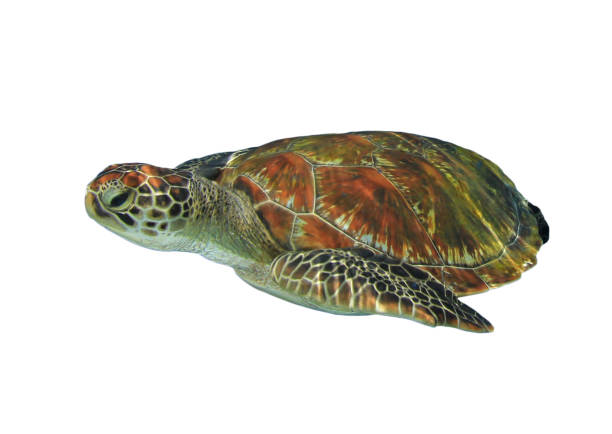 istock Green Sea Turtle isolated on white background 1255294272
