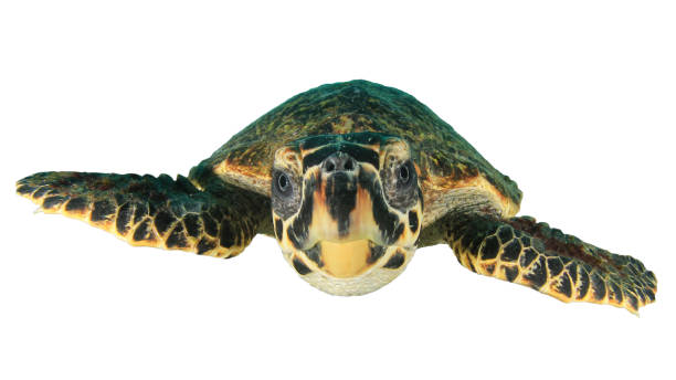 istock Hawksbill Sea Turtle isolated on white background 1255294274