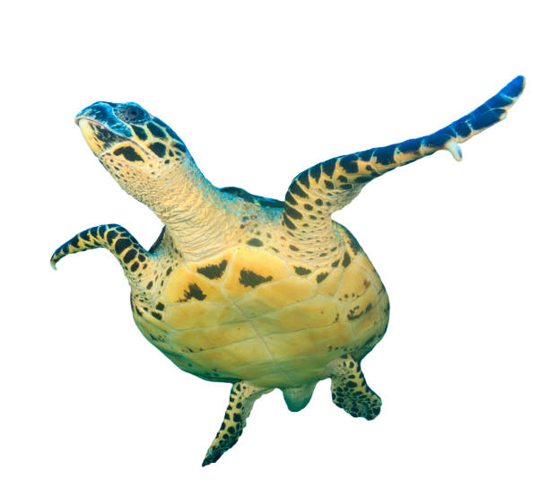istock Hawksbill Sea Turtle isolated on white background 1255294277