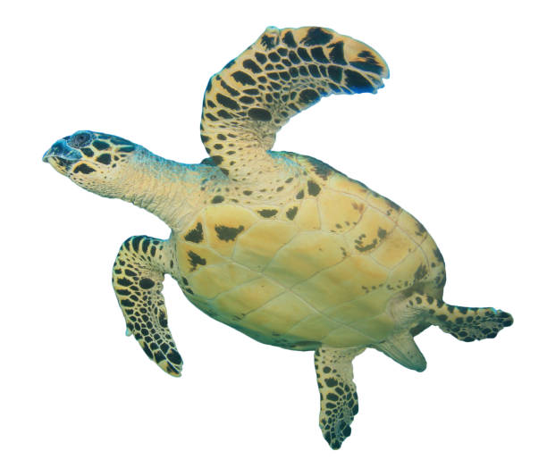 istock Hawksbill Sea Turtle isolated on white background 1255294278