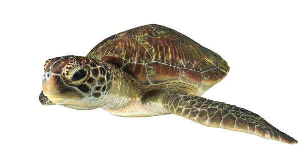 istock Green Sea Turtle isolated on white background 1255294282