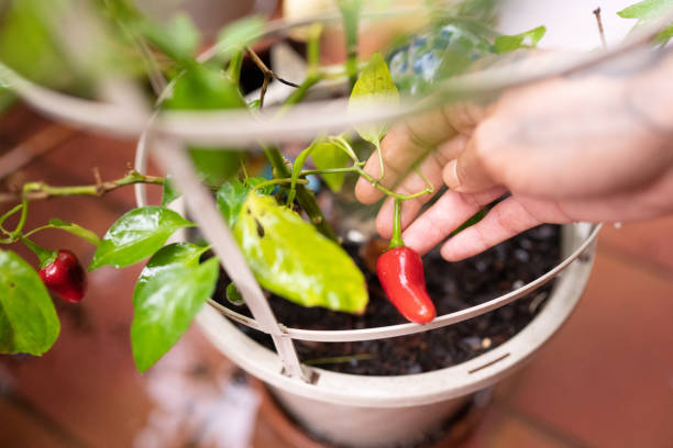 Hand of Hispanic Woman Reaching for Red Pepper Growing in Potted Plant Outdoors This photograph is a close up high angle view a young hispanic woman's hand reaching for a growing red pepper in a potted plant outdoors. small florida home stock pictures, royalty-free photos & images