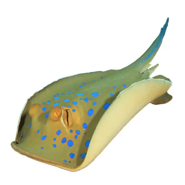 Photo of Bluespotted Ray isolated on white