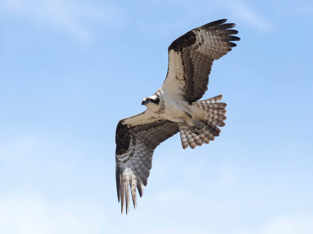 Osprey Stock Photo