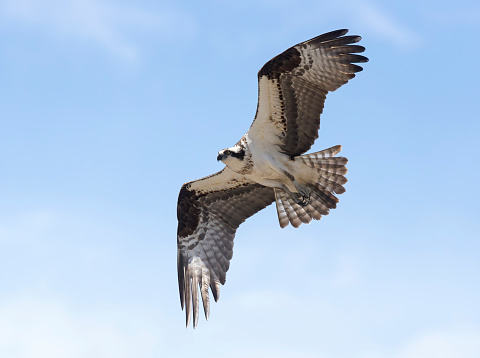 Osprey patiently awaits a victim to feed upon.