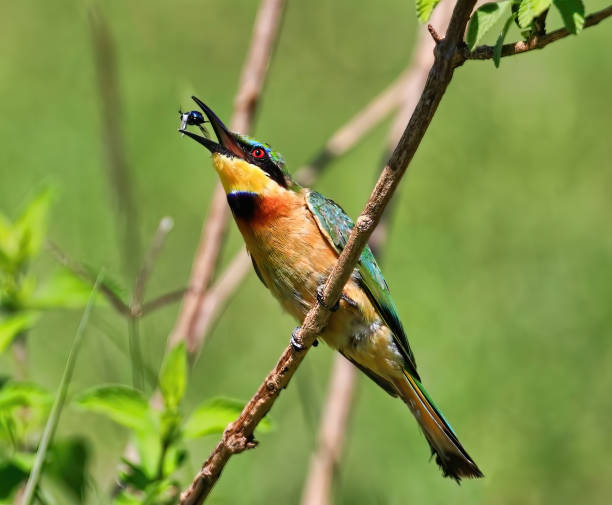 Bee-eater Stock Photo