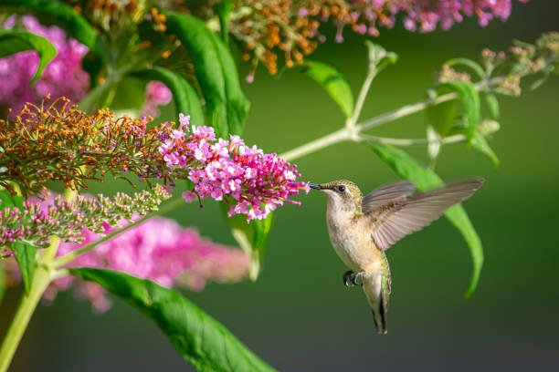istock Hummingbird feeding from purple flowers 1255295647