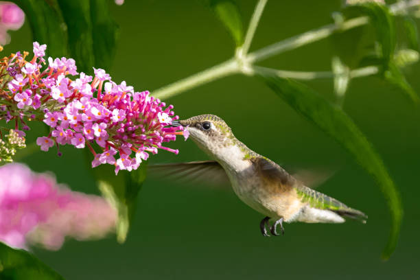 istock Hummingbird feeding from purple flowers 1255295657