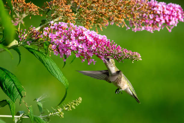 istock Hummingbird feeding from purple flowers 1255295661