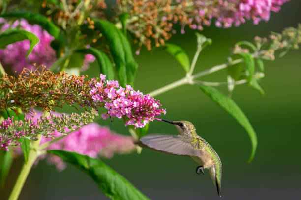 istock Hummingbird feeding from purple flowers 1255295672