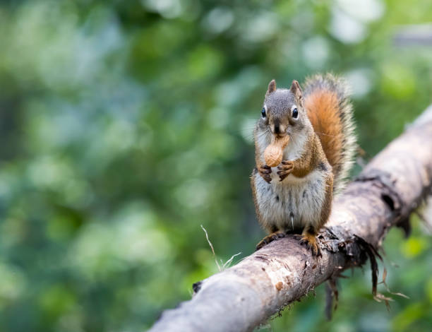 A red squirrel sat on a tree branch. Taken in Alberta, Canada