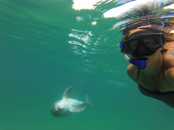 istock Swiming with dolphins in the wild 1255297205