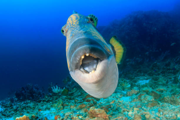 Titan Triggerfish - fotografia de stock