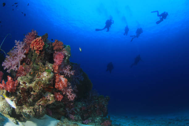 istock Scuba diving on coral reef with fish 1255297836