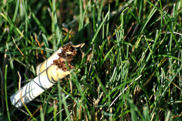 istock Cigarette litter in the green grass 1255297862