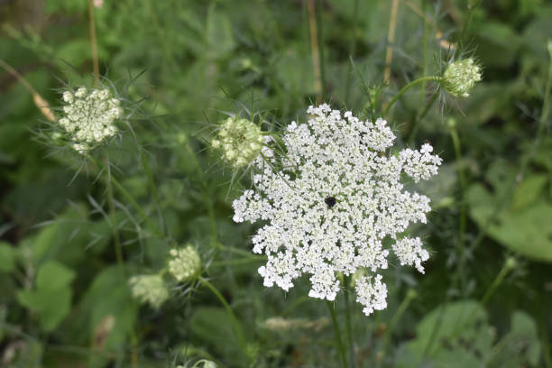 istock Queen Anne's Lace and Buds 1255297875