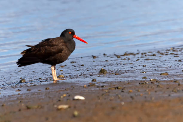 istock Black Oystercatcher (Haematopus bachmani) on a beach 1255299857