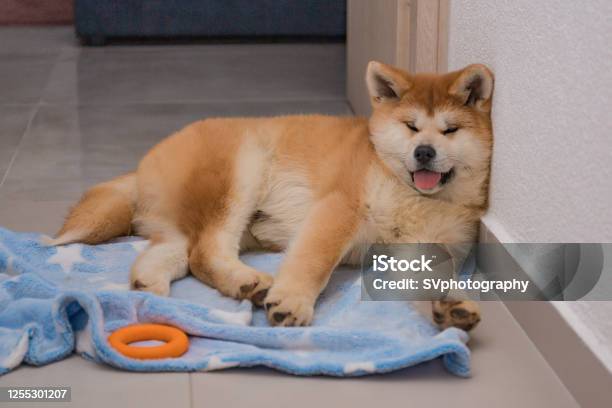 Akita Inu Dog Sleeping In A Funny Position With His Face Leaning Against  The Wall And Tongue Thrown Out Stock Photo - Download Image Now - iStock