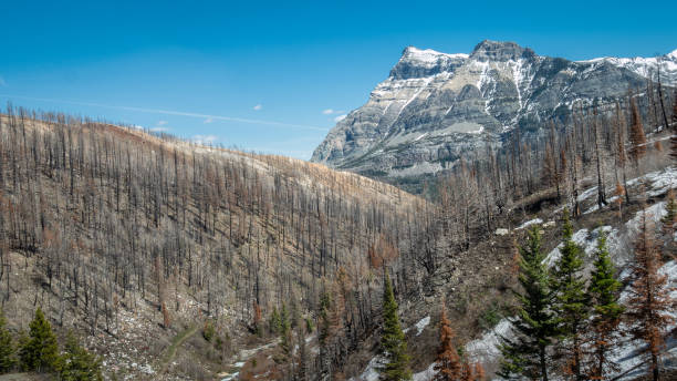 istock Wildfires affected alpine landscape with burned trees 1255302091