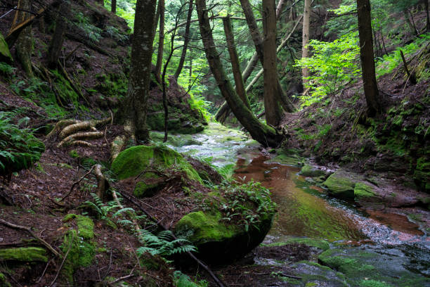 istock Mountain river in a green forest. Clear stream with stones and trees around. 1255307429