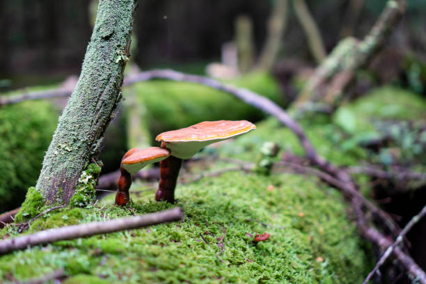 istock Two small red mushrooms living on a tree bark covered with moss 1255307448