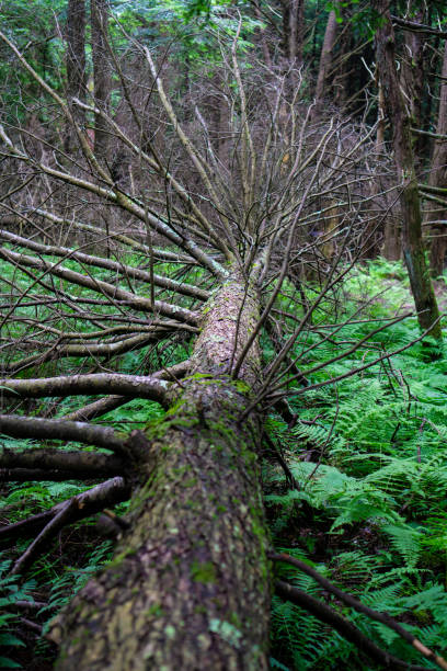 istock A big old tree that fell to the ground covered with ferns due to storm 1255307470