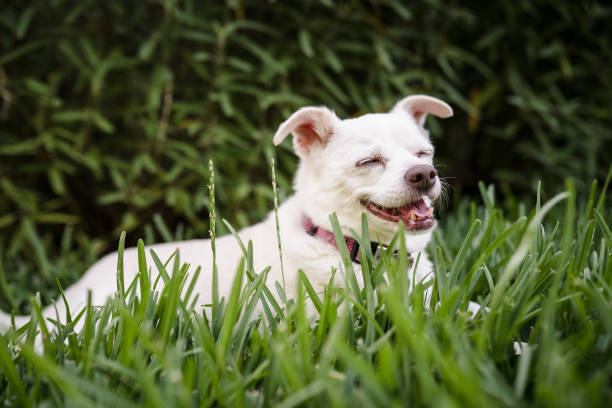 istock Pebbles the 14 year old chihuahua daschund 1255308307