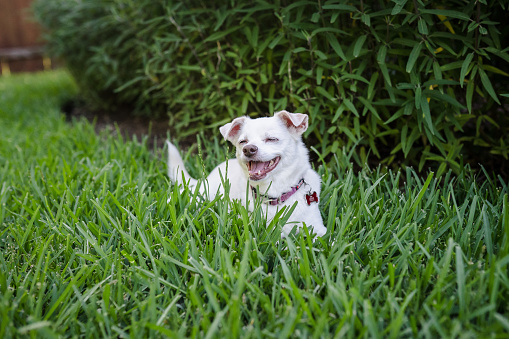Senior dog relaxing in the grass
