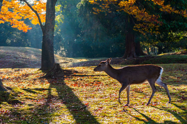 istock Nara Park and deer in autumn 1255312764