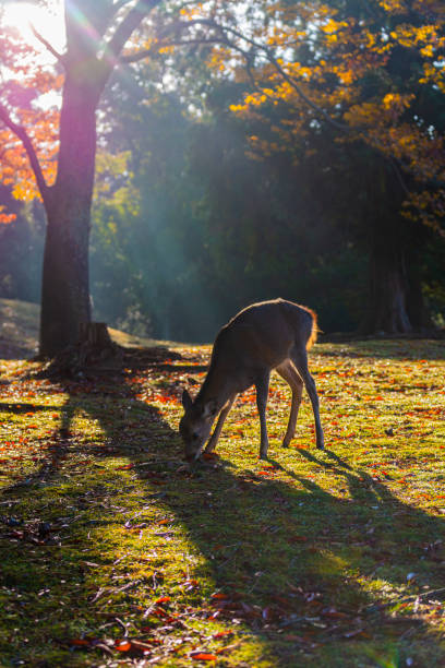istock Nara Park and deer in autumn 1255312768