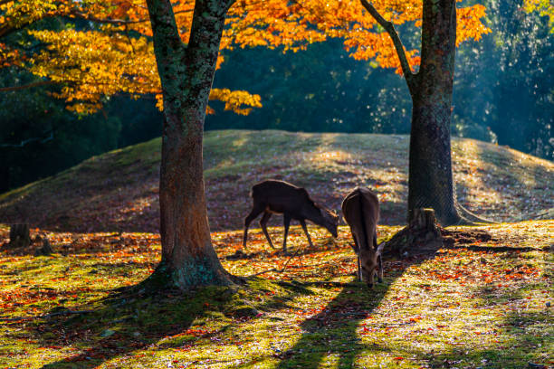 istock Nara Park and deer in autumn 1255312783