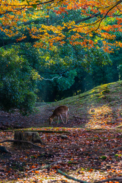 istock Nara Park and deer in autumn 1255312784