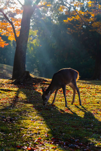 istock Nara Park and deer in autumn 1255313291