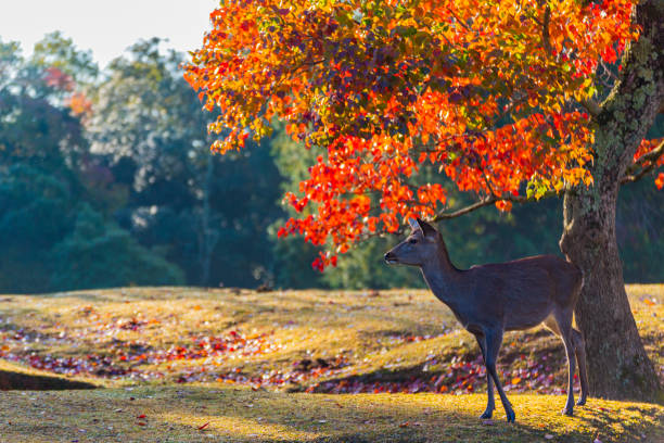 istock Nara Park and deer in autumn 1255313298