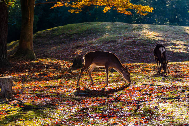 istock Nara Park and deer in autumn 1255313300